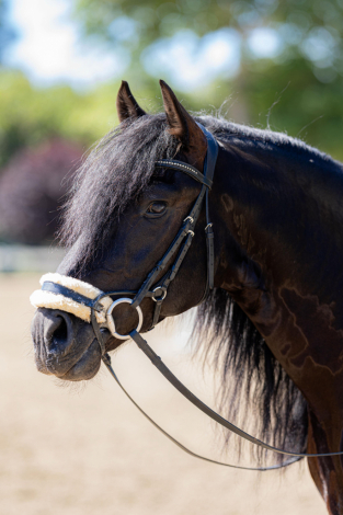 HorseID: 2315295 Ares - PhotoID: 1101315