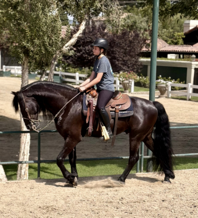 HorseID: 2315295 Ares - PhotoID: 1101316