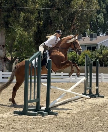 HorseID: 2315296 Dom Perignon - PhotoID: 1101318