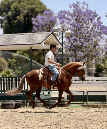 HorseID: 2315296 Dom Perignon - PhotoID: 1101319