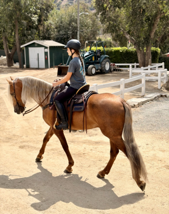 HorseID: 2315296 Dom Perignon - PhotoID: 1101320