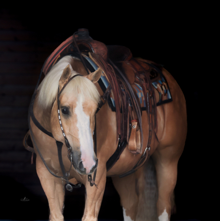 HorseID: 2315299 CR CHICS LUV DANCIN - PhotoID: 1101321