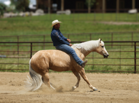 HorseID: 2315299 CR CHICS LUV DANCIN - PhotoID: 1101322