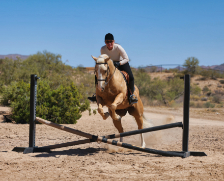 HorseID: 2315299 CR CHICS LUV DANCIN - PhotoID: 1101323