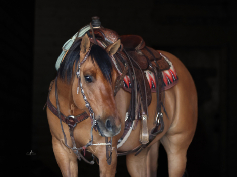 HorseID: 2315301 YO IMSHINY - PhotoID: 1101325