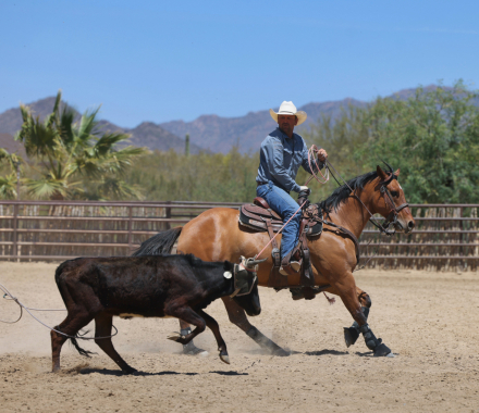HorseID: 2315301 YO IMSHINY - PhotoID: 1101326