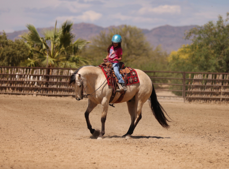 HorseID: 2315303 TOOSHOTS PLS - PhotoID: 1101331