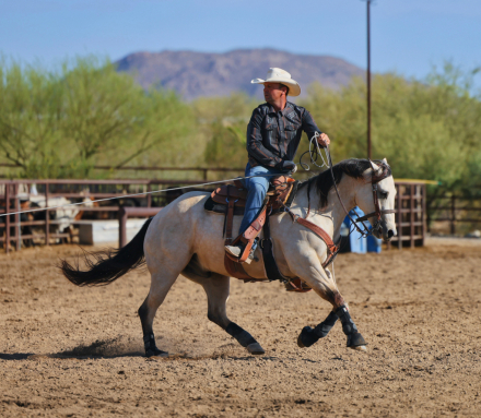 HorseID: 2315303 TOOSHOTS PLS - PhotoID: 1101332