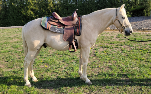 HorseID: 2315305 Finn - PhotoID: 1101334