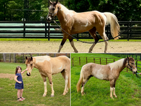 HorseID: 2315307 STARS SPOTTED STUD - PhotoID: 1102801