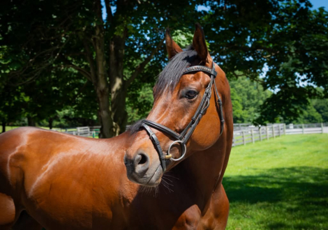 HorseID: 2315308 Warrior’s Cause - PhotoID: 1101337