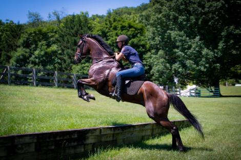 HorseID: 2315308 Warrior’s Cause - PhotoID: 1101338