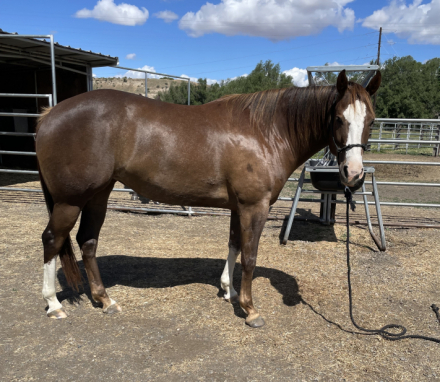 HorseID: 2315309 JT Did It For Fame - PhotoID: 1101340