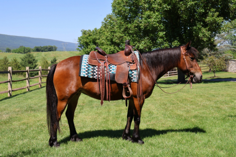HorseID: 2315310 Wyoming - PhotoID: 1101344