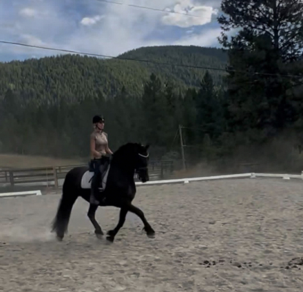 HorseID: 2315318 Ginny fan e Goengamieden Ster AA - PhotoID: 1101355