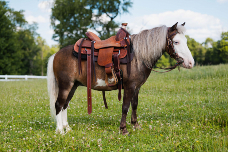 HorseID: 2315319 Watch Video! Kid Safe Rides/Drives - PhotoID: 1101356