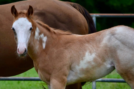 HorseID: 2315321 Percy (The Good One x JuanSpecialAppointment) - PhotoID: 1101363