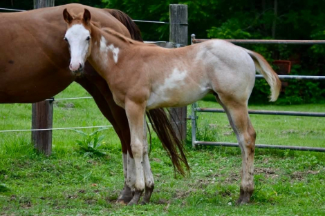 HorseID: 2315321 Percy (The Good One x JuanSpecialAppointment) - PhotoID: 1101364