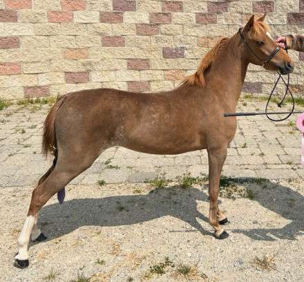 HorseID: 2315322 CD He Can't Read my Poker Face - PhotoID: 1101365