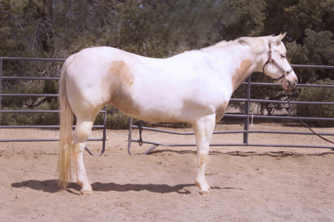 HorseID: 2315325 MJ Tempt Me With Cash - PhotoID: 1101366