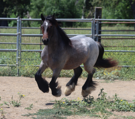 HorseID: 2315328 Flashy Finnegan - PhotoID: 1101368