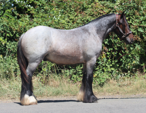 HorseID: 2315328 Flashy Finnegan - PhotoID: 1101369