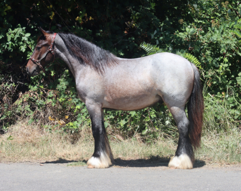 HorseID: 2315328 Flashy Finnegan - PhotoID: 1101370