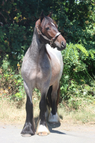 HorseID: 2315328 Flashy Finnegan - PhotoID: 1101371