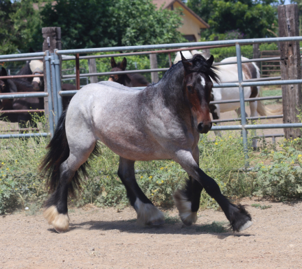 HorseID: 2315328 Flashy Finnegan - PhotoID: 1101372
