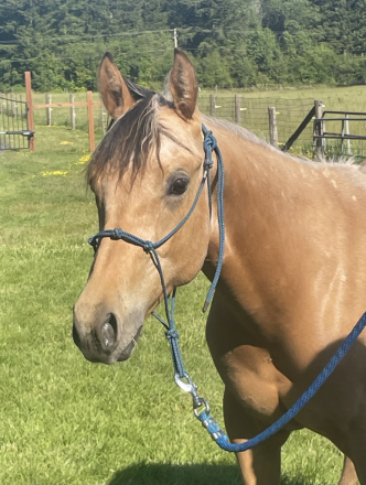 HorseID: 2315332 CF In My Own Lane - PhotoID: 1101384