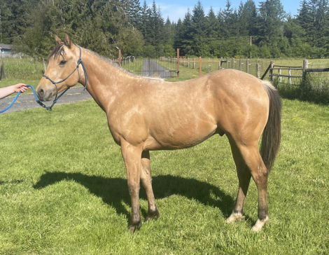 HorseID: 2315332 CF In My Own Lane - PhotoID: 1101385