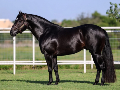 HorseID: 2315332 CF In My Own Lane - PhotoID: 1101386