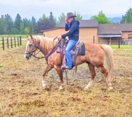 HorseID: 2315334 River - PhotoID: 1101380