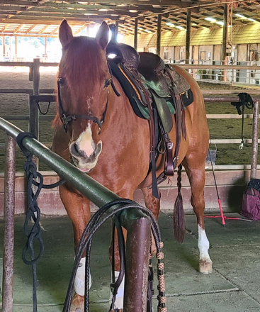HorseID: 2315337 Bob's Stormin Oak - PhotoID: 1101388