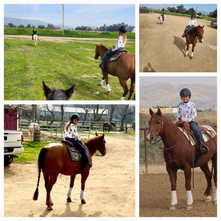 HorseID: 2315337 Bob's Stormin Oak - PhotoID: 1101389