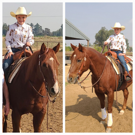 HorseID: 2315337 Bob's Stormin Oak - PhotoID: 1101390