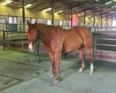 HorseID: 2315337 Bob's Stormin Oak - PhotoID: 1101391