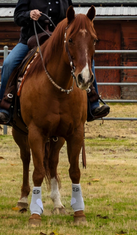 HorseID: 2315337 Bob's Stormin Oak - PhotoID: 1101392
