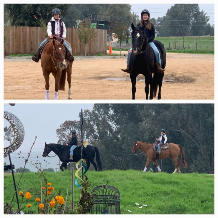 HorseID: 2315337 Bob's Stormin Oak - PhotoID: 1101393