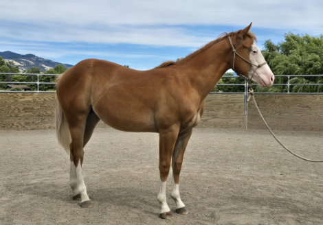 HorseID: 2315342 ColonelsMostWanted - PhotoID: 1101415