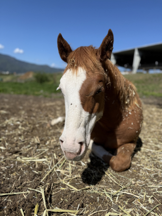 HorseID: 2315342 ColonelsMostWanted - PhotoID: 1101416
