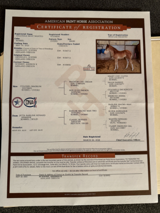 HorseID: 2315342 ColonelsMostWanted - PhotoID: 1101417