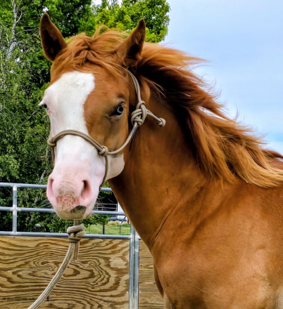HorseID: 2315342 ColonelsMostWanted - PhotoID: 1101414