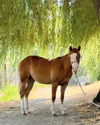 HorseID: 2315342 ColonelsMostWanted - PhotoID: 1101415