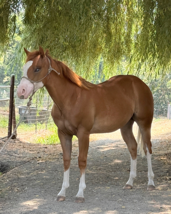 HorseID: 2315342 ColonelsMostWanted - PhotoID: 1101416