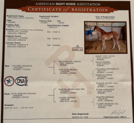 HorseID: 2315342 ColonelsMostWanted - PhotoID: 1101417