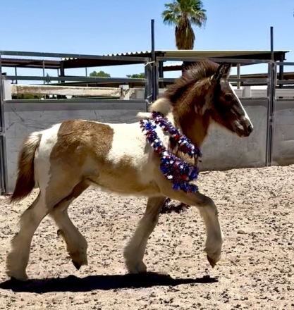 HorseID: 2315343 Molly - PhotoID: 1101395