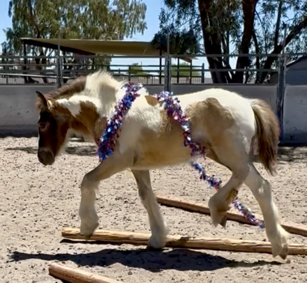 HorseID: 2315343 Molly - PhotoID: 1101396