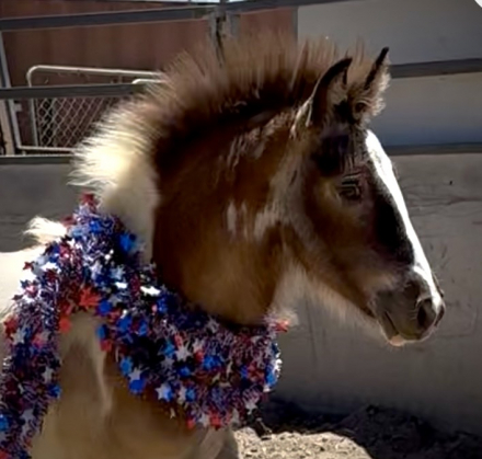 HorseID: 2315343 Molly - PhotoID: 1101397