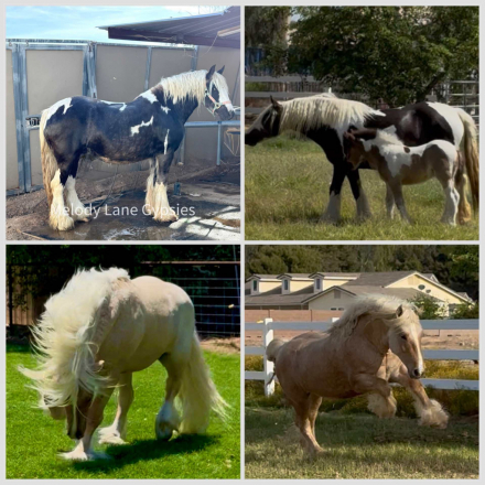HorseID: 2315343 Molly - PhotoID: 1101398